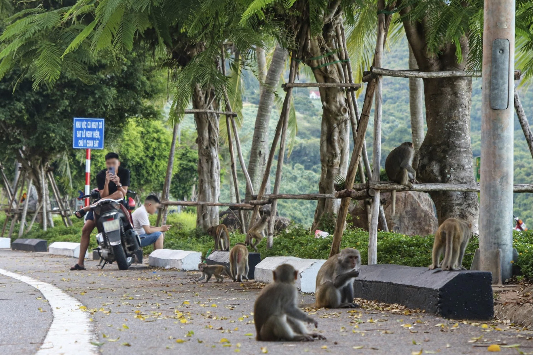 Du lịch khổ sở vì khỉ hóa 'tướng cướp': Hệ lụy đằng sau hành vi cho khỉ ăn của du khách- Ảnh 1.